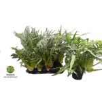 AGLAOMORPHA CORONANS