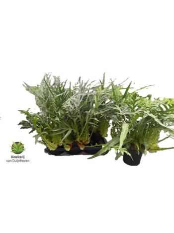 AGLAOMORPHA CORONANS