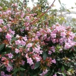 Abelia 'Edward Goucher' - Rózsás-fehér tárnicslonc