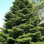 Abies koreana - Koreai jegenyefenyő