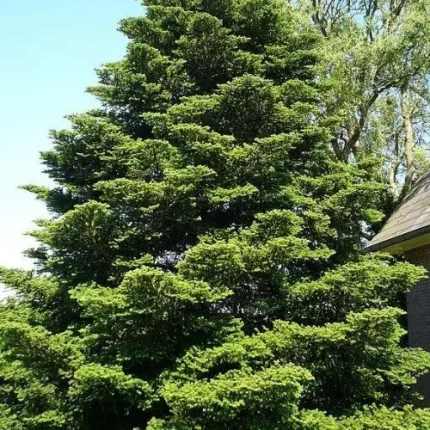 Abies koreana - Koreai jegenyefenyő