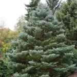 Abies koreana 'Silberlocke'