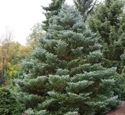 Abies koreana 'Silberlocke'