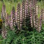 Acanthus hungaricus 'White Lips' - Medveköröm