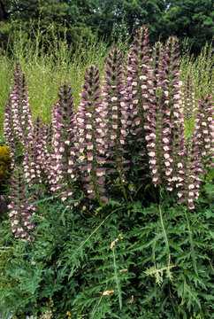 Acanthus hungaricus 'White Lips' - Medveköröm