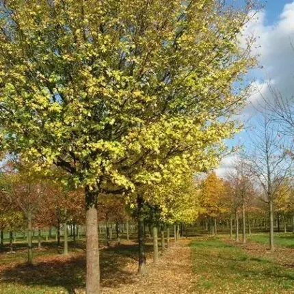 Acer campestre - Mezei juhar