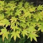 Acer palmatum - Japán juhar
