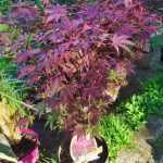 Acer palmatum 'Atropurpureum' - Bíborvörös levelű japán juhar