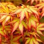 Acer palmatum 'Orange Dream'