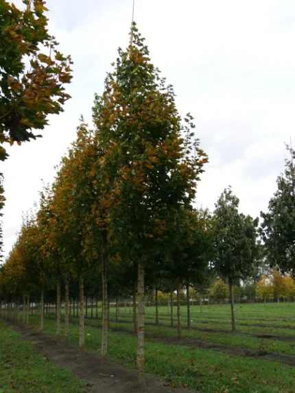 Acer platanoides 'Emerald Queen' (OND) -