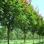 Acer platanoides 'Fairview' (OND) -