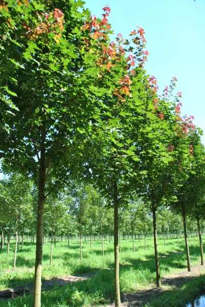 Acer platanoides 'Fairview' (OND) -