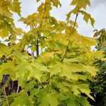 Acer platanoides 'Princeton Gold' -