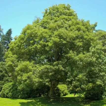 Acer pseudoplatanus - Hegyi juhar