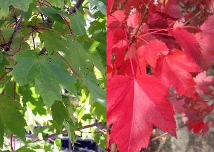Acer rubrum 'October Glory' -