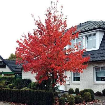 Acer rubrum 'Somerset' -