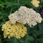 Achillea  'Credo' (Cickafark)