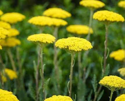 Achillea filipendulina 'Cloth of Cold' (Jószagú cickafark)