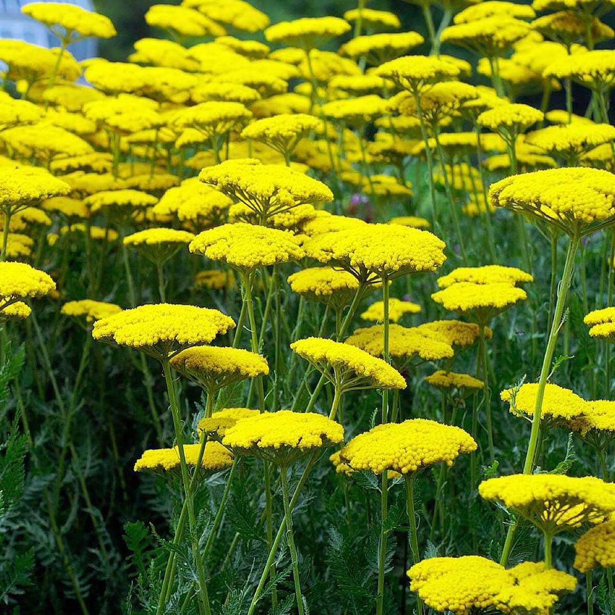 Achillea filipendulina 'Coronation Gold' (Jószagú cickafark)