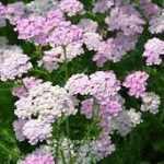Achillea millefolium 'Appleblossom' (Közönséges cickafark)