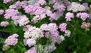 Achillea millefolium 'Appleblossom' (Közönséges cickafark)