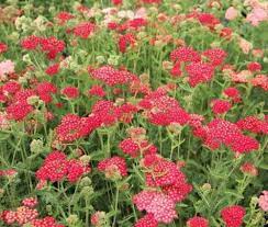 Achillea millefolium 'Belle Epoque' (Közönséges cickafark)