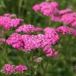 Achillea millefolium 'Cerise Queen' (Közönséges cickafark)