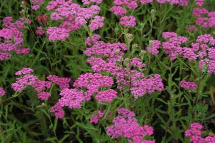 Achillea millefolium 'Dark Lilac Beauty' (Közönséges cickafark)