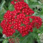 Achillea millefolium 'Red Beauty' (Közönséges cickafark)