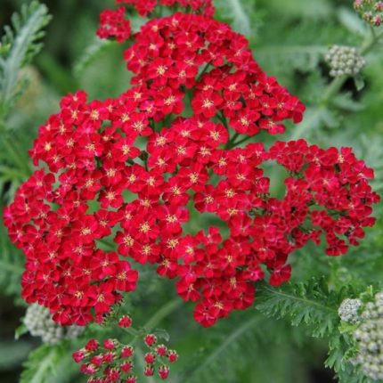 Achillea millefolium 'Red Velvet' (Közönséges cickafark)