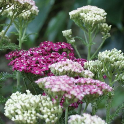 Achillea millefolium 'Saucy Seduction' (Közönséges cickafark)