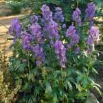 Aconitum carmichaelii 'Arendsii' (Őszi sisakvirág)