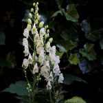 Aconitum napellus 'Album' (Alpesi sisakvirág)