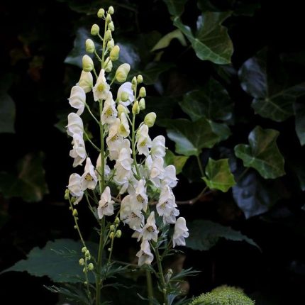 Aconitum napellus 'Album' (Alpesi sisakvirág)