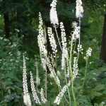 Actaea (Cimicifuga) racemosa (Fürtös poloskavész)