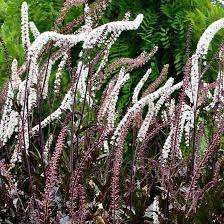 Actaea (Cimicifuga) simplex 'Brunette' (Füzéres poloskavész) /mahagóni lomb/