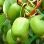 Actinidia arguta Issai