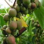 Actinidia arguta 'Lucy'