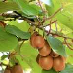 Actinidia deliciosa 'Solo'