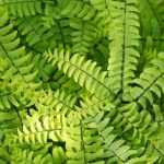 Adiantum pedatum