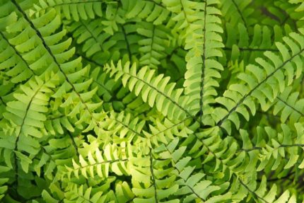 Adiantum pedatum