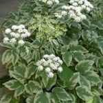 Aegopodium podagraria 'Variegata' (Podagrafű) /fehér-tarka lomb/