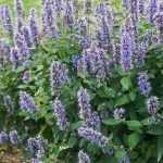 Agastache  'Blue Fortune' (Izsópfű)