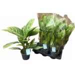 Aglaonema STRIPES
