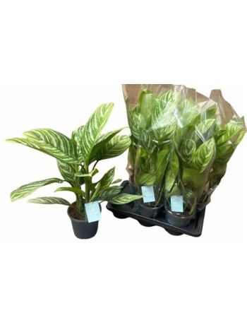 Aglaonema STRIPES