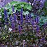 Ajuga reptans 'Simon's Type' (Indás ínfű) /barnásvörös lomb/