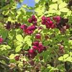 Akebia quinata - Ötlevelű akebia