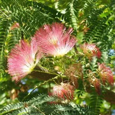 Albizia julibrissin - Selyemakác