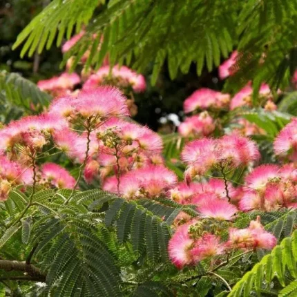 Albizia julibrissin 'Ombrella'® - Ernyős koronájú selyemakác