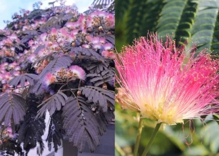 Albizia julibrissin 'Summer Chocolate'® - Bordó levelű selyemakác